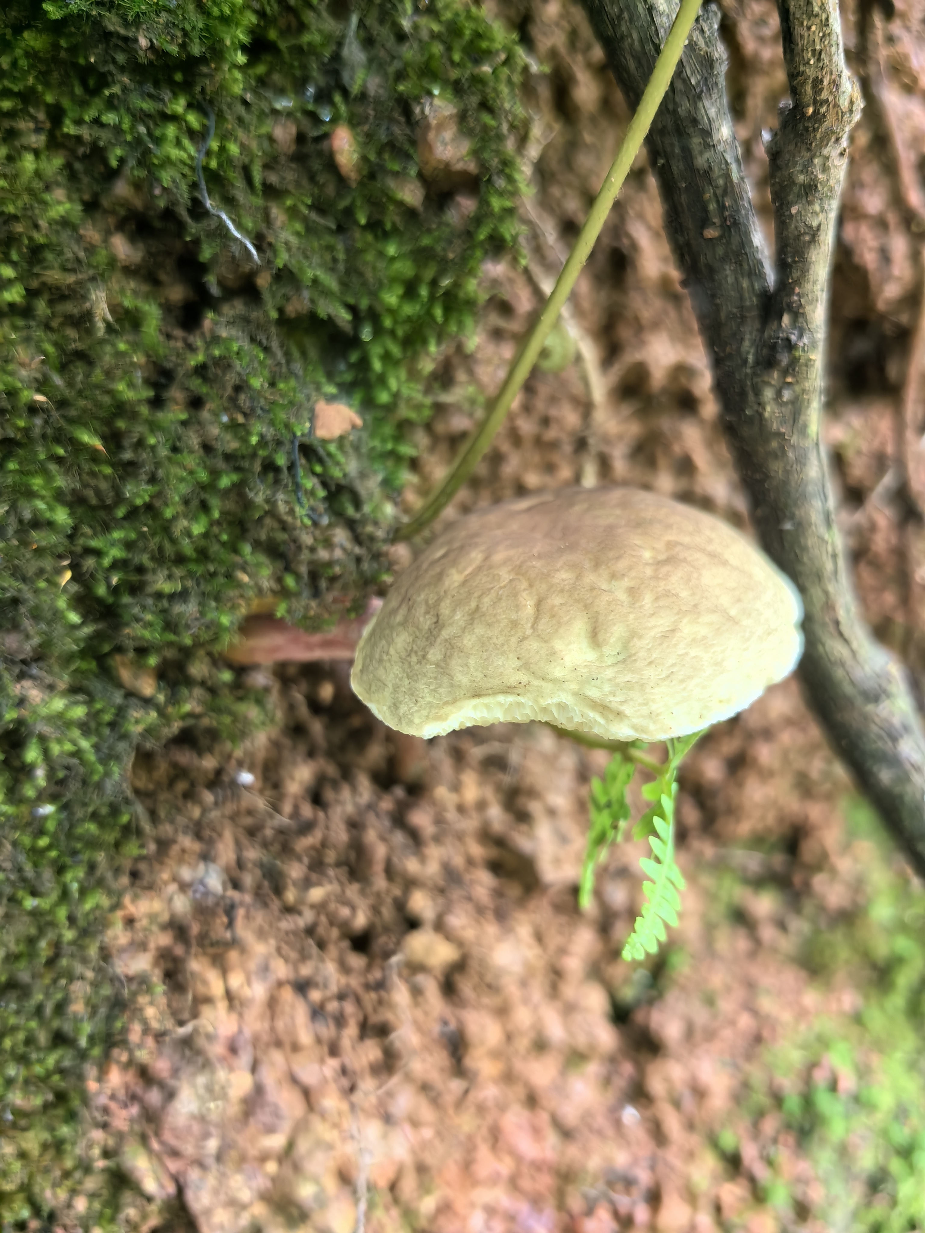 江西层牛肝菌