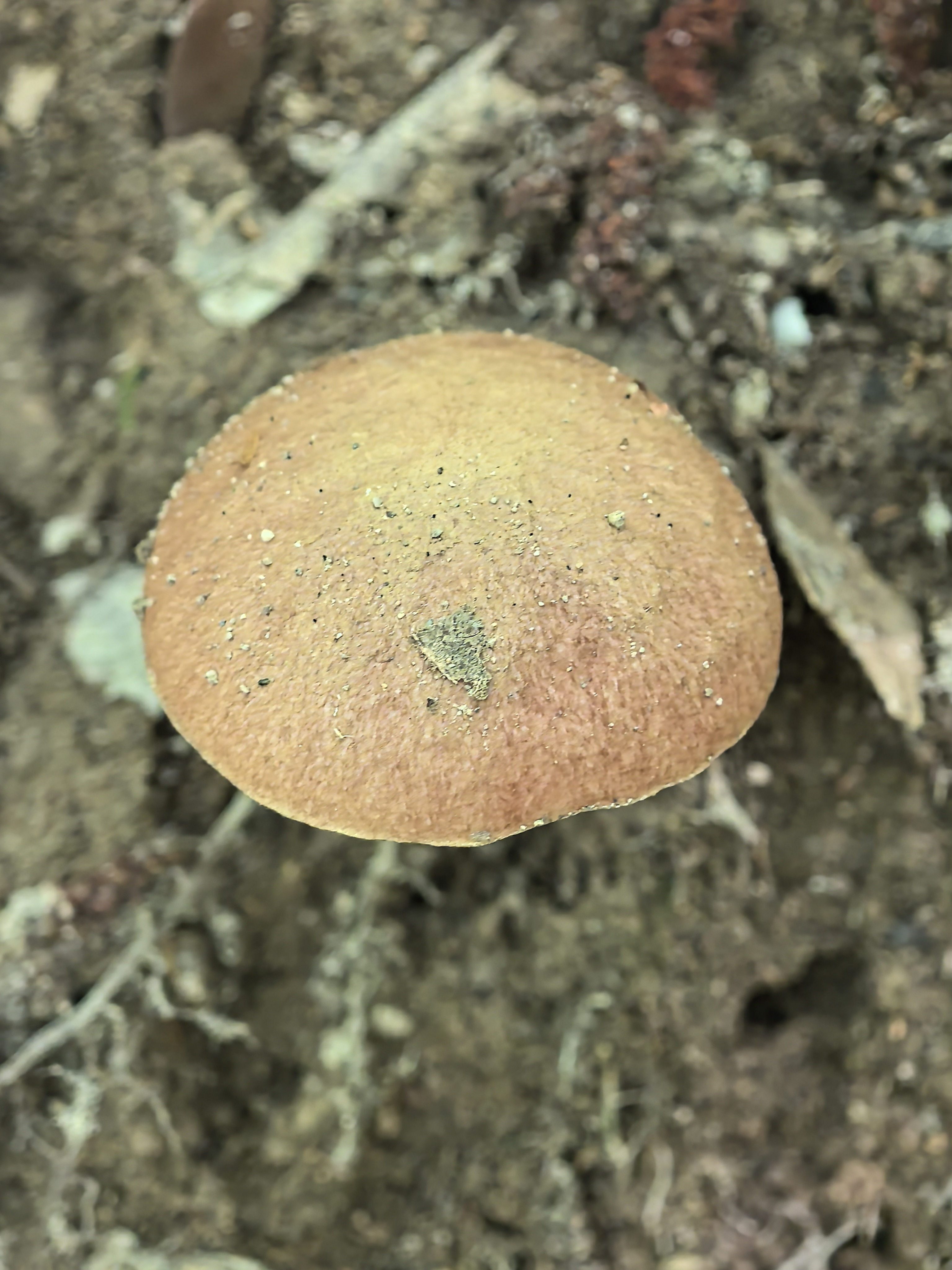 复孔金牛肝菌