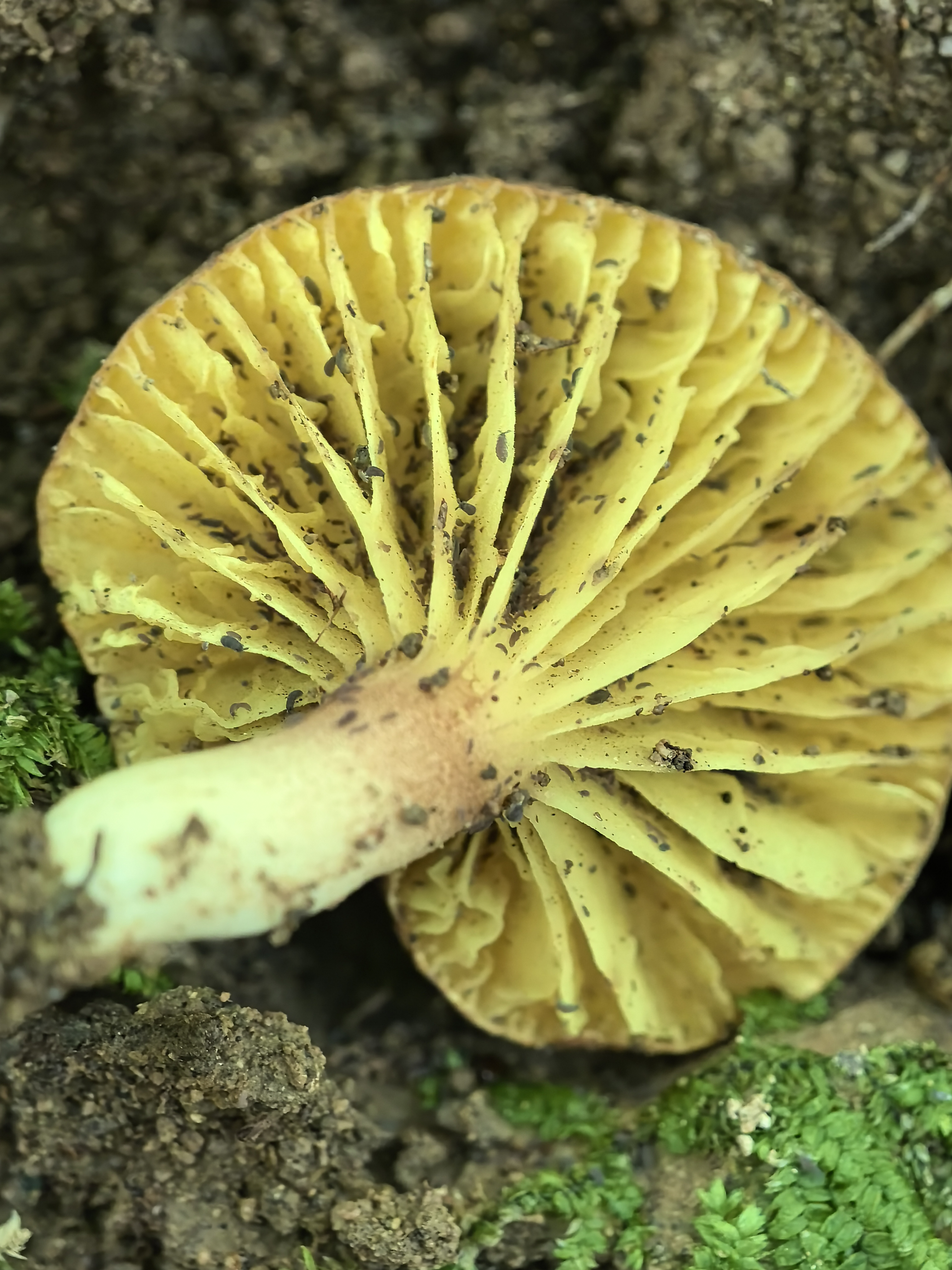 褶孔牛肝菌属一种，暂无中文名