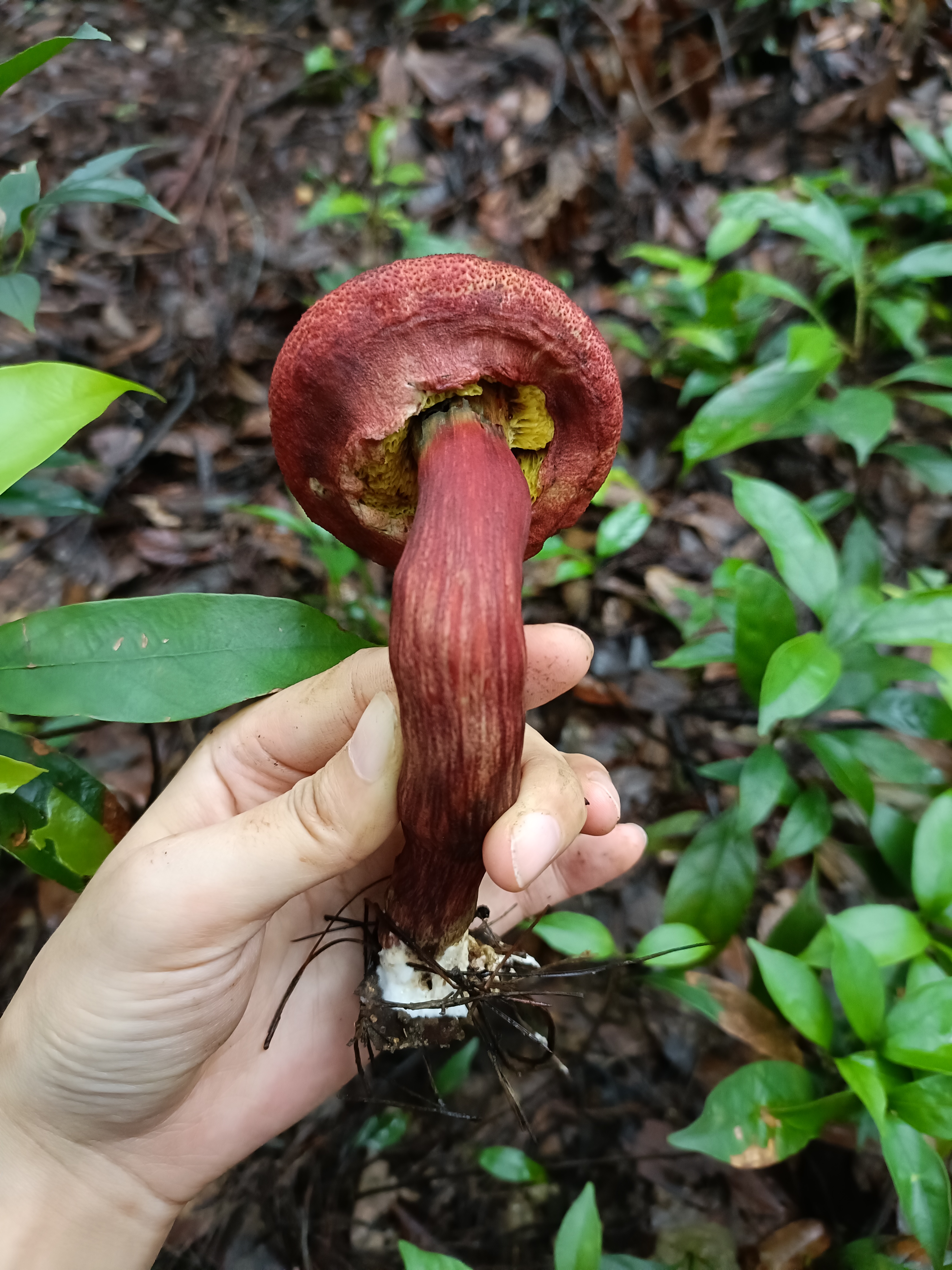 黄肉条孢牛肝菌