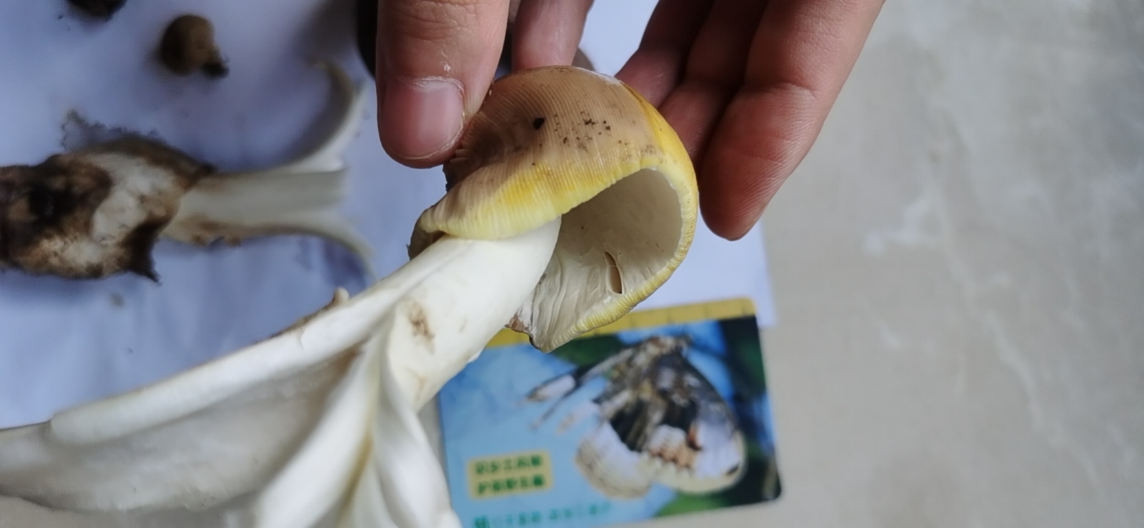 腊味红菇