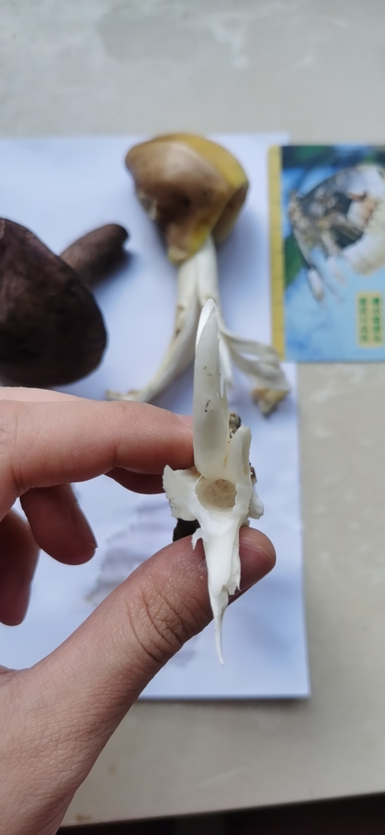 腊味红菇