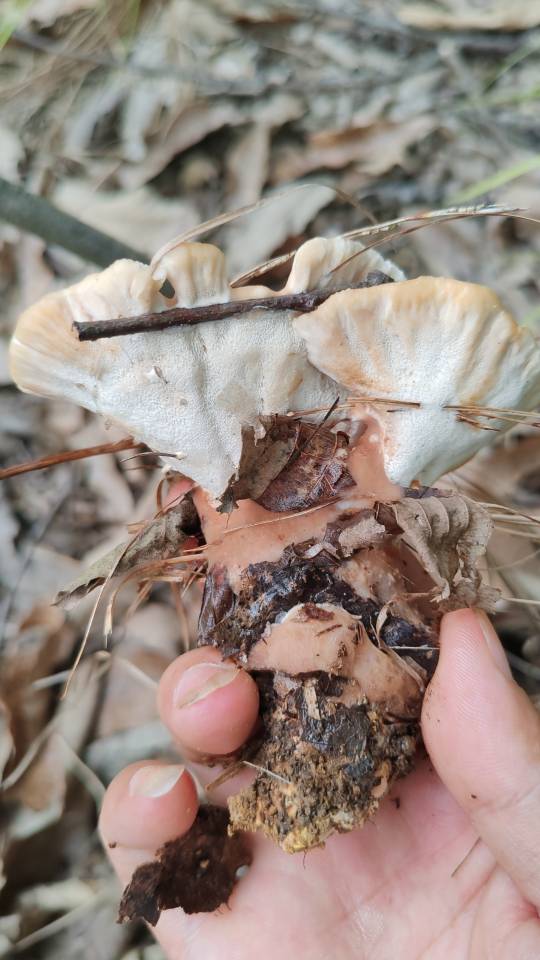 二年残孔菌