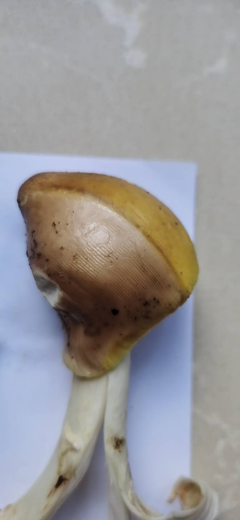 标本照片