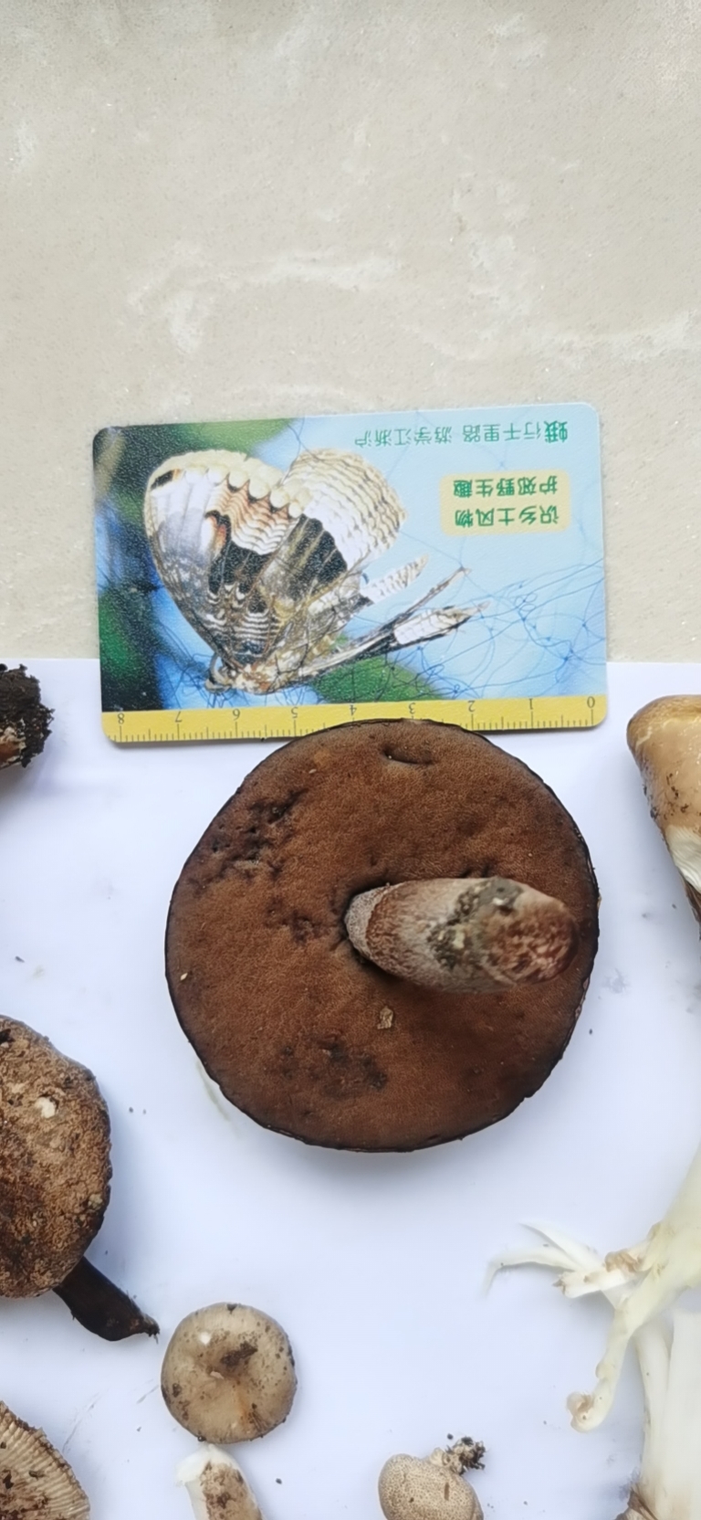 假粉孢异色牛肝菌
