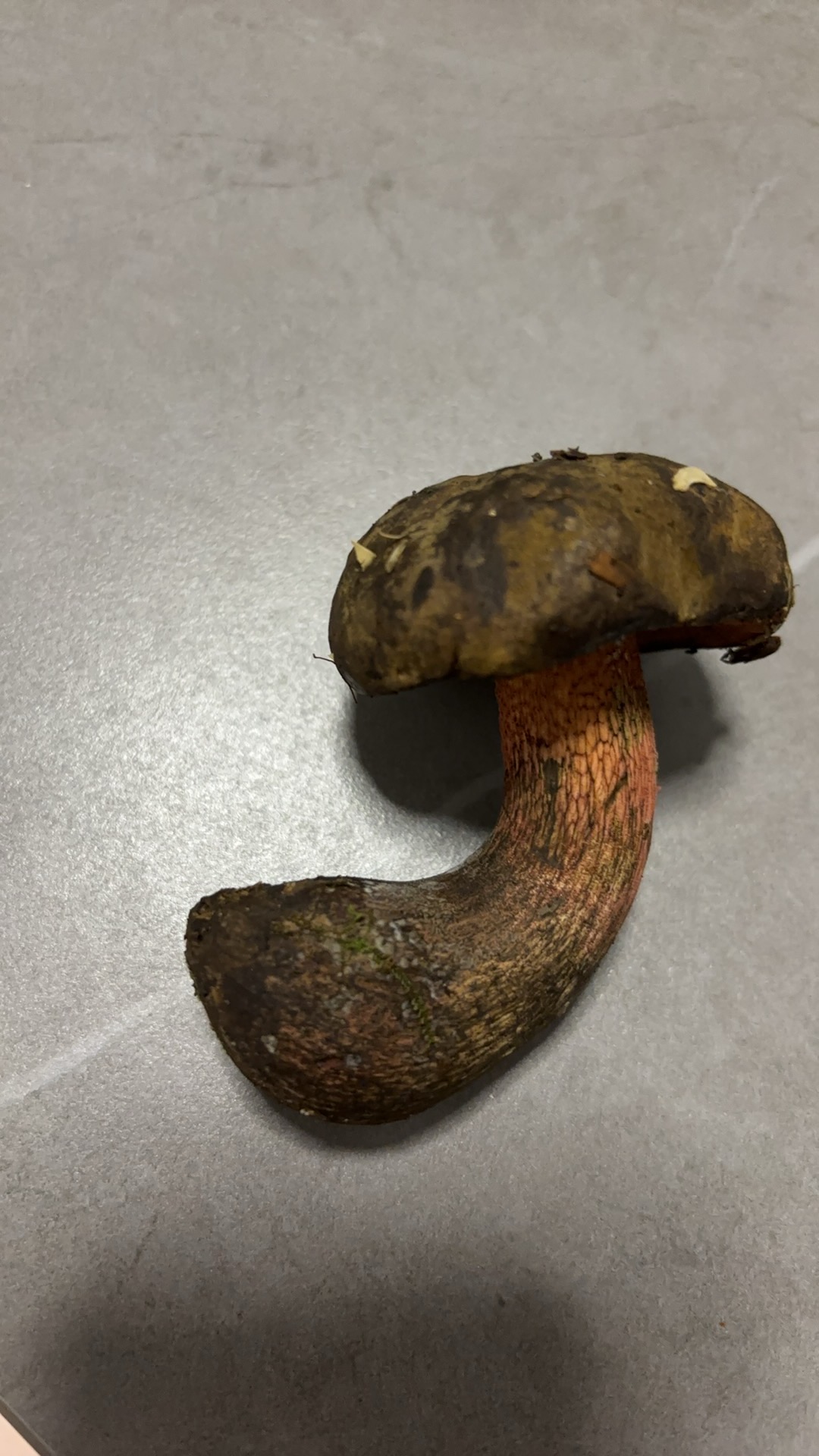 高山赭黄牛肝菌