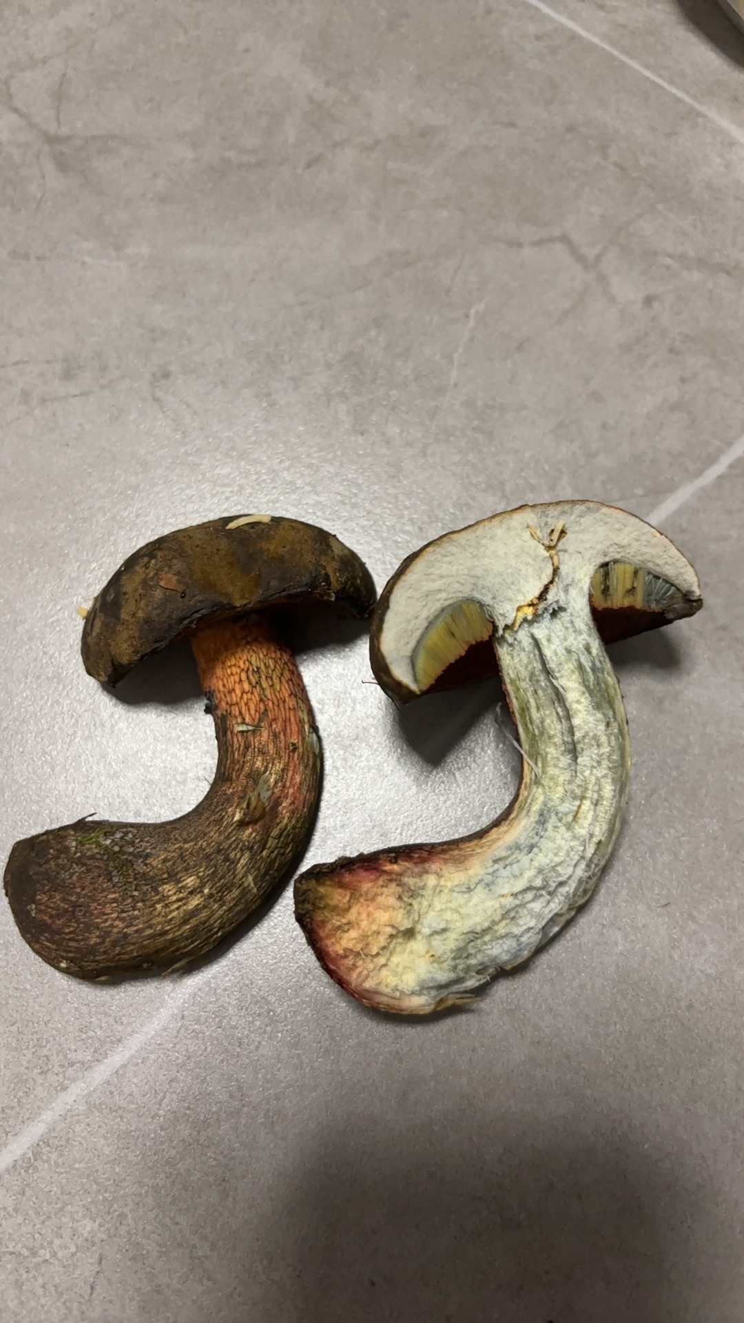 高山赭黄牛肝菌