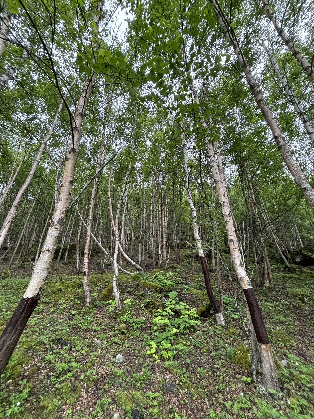 高山赭黄牛肝菌