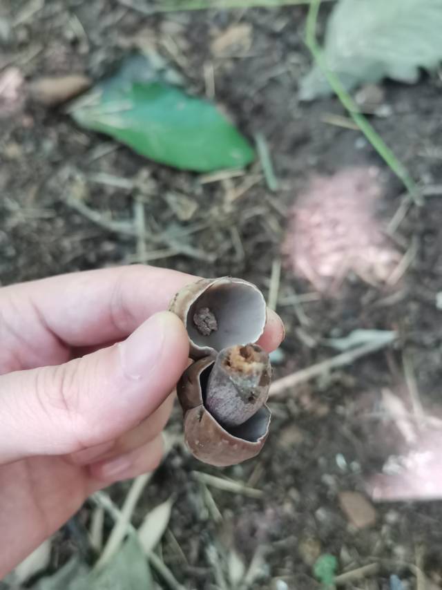 假粉孢异色牛肝菌