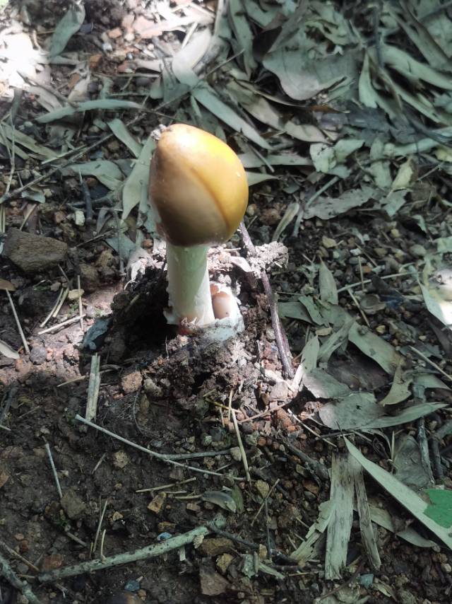 腊味红菇