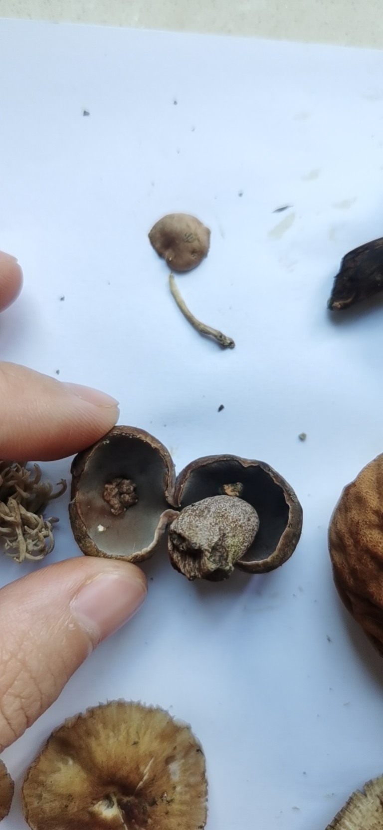 假粉孢异色牛肝菌