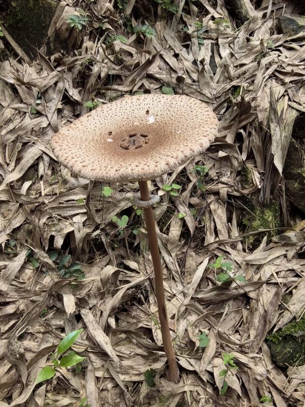 大环柄菇