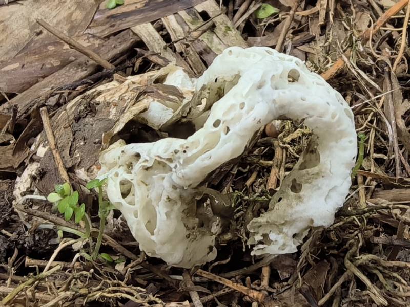 白网球菌