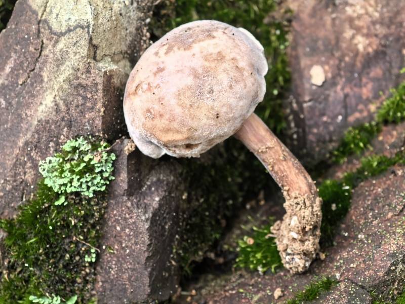 相似金孢寄生菌