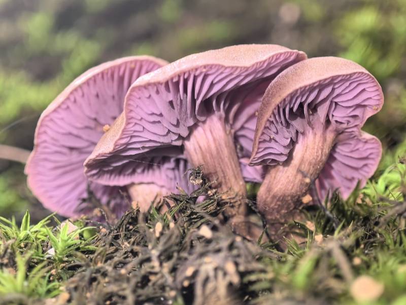 标本照片