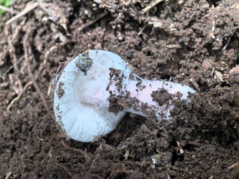粉褶菌菌丝寄生