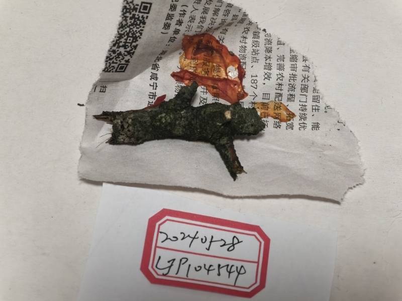 浅橙银耳