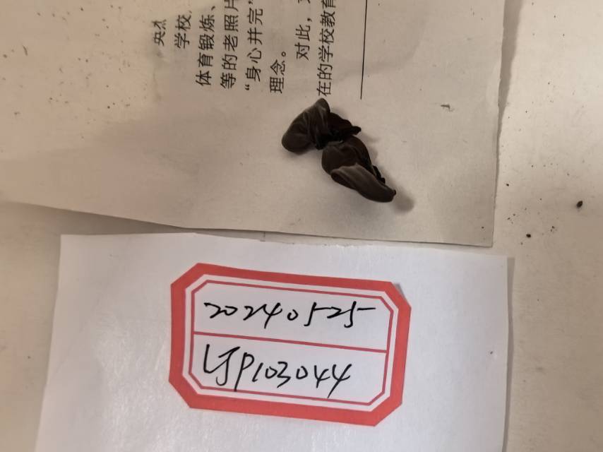 短毛木耳