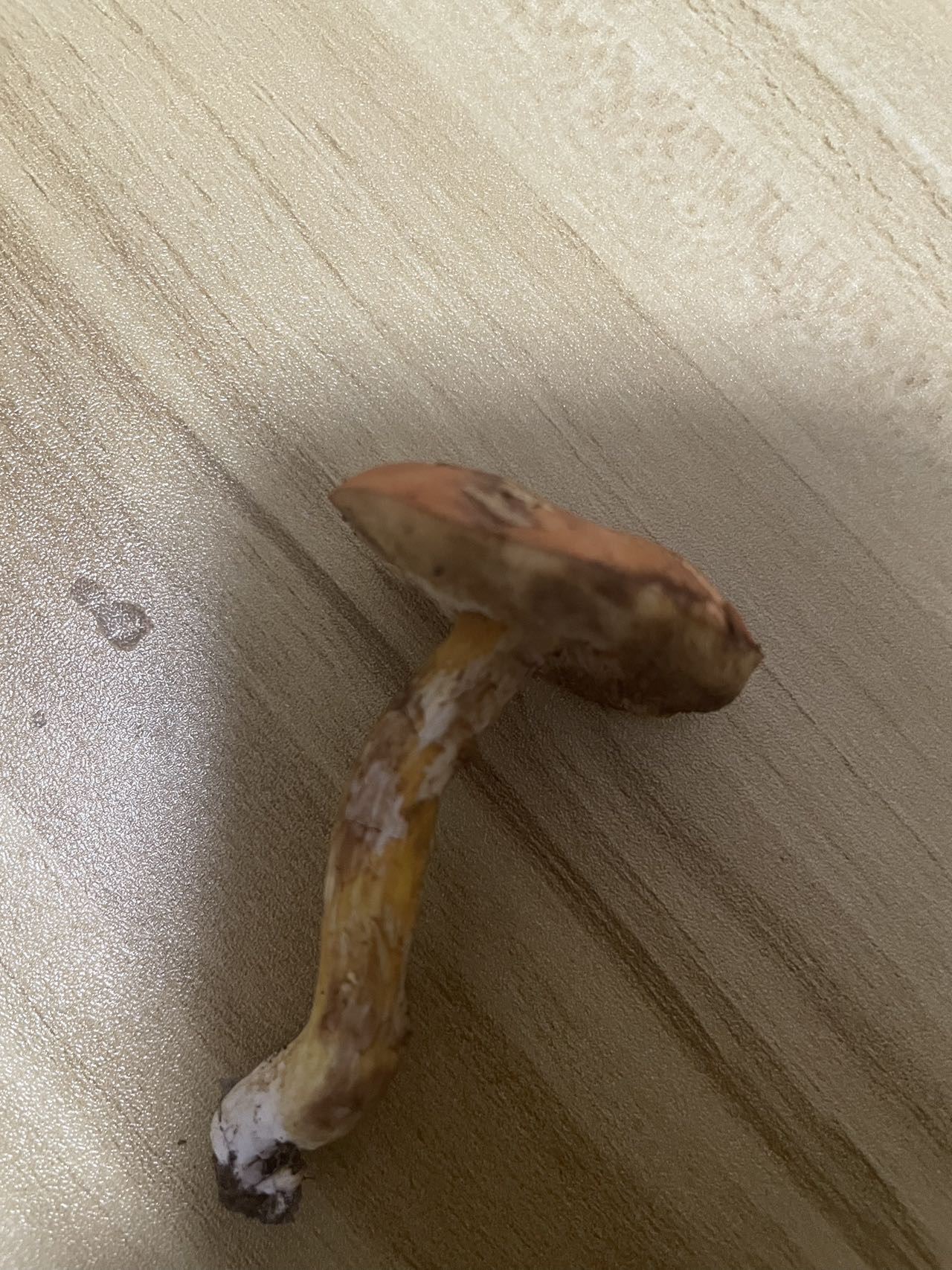 橙黄粉孢牛肝菌近似种