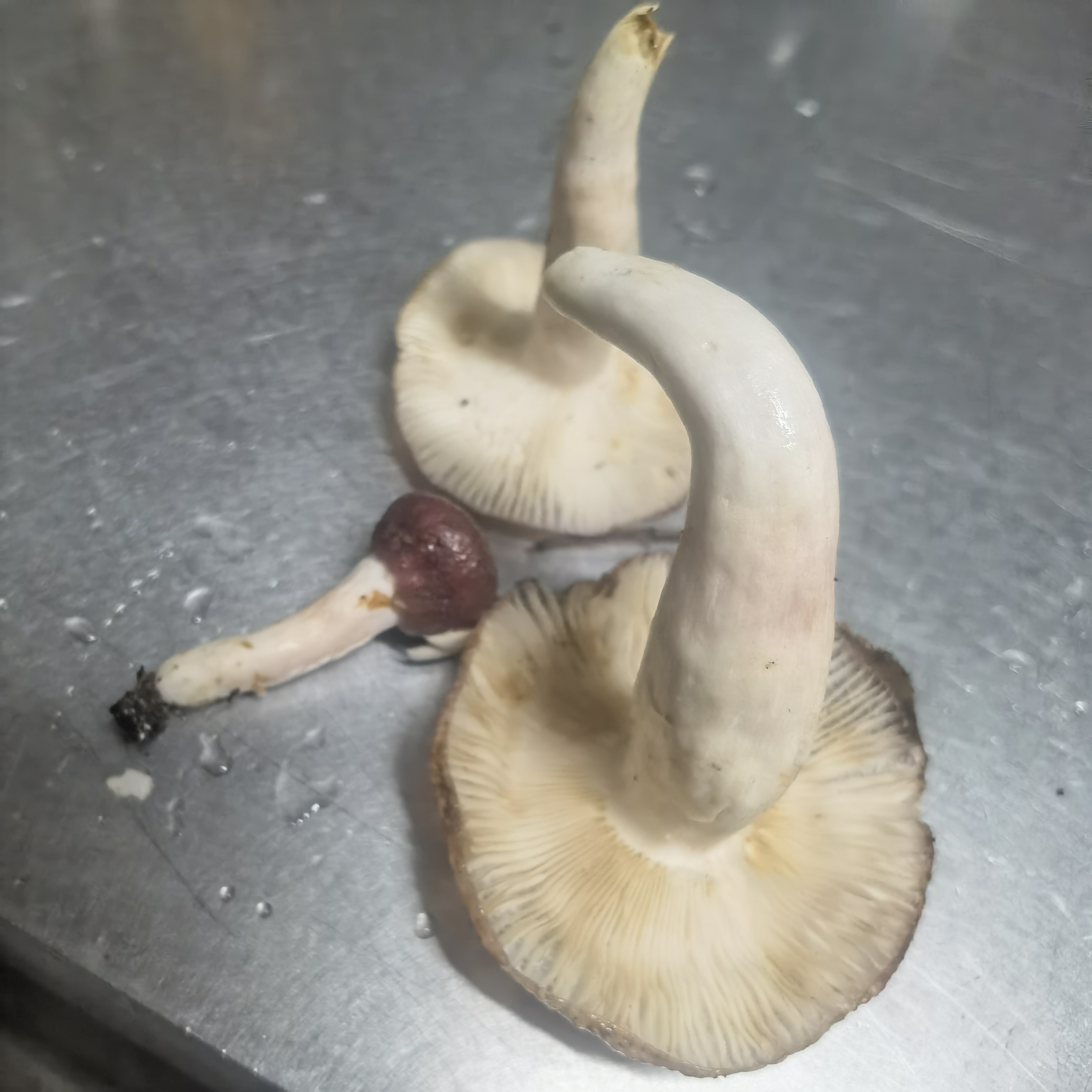 马关红菇