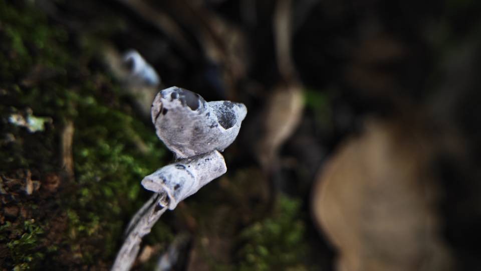波状粉褶蕈