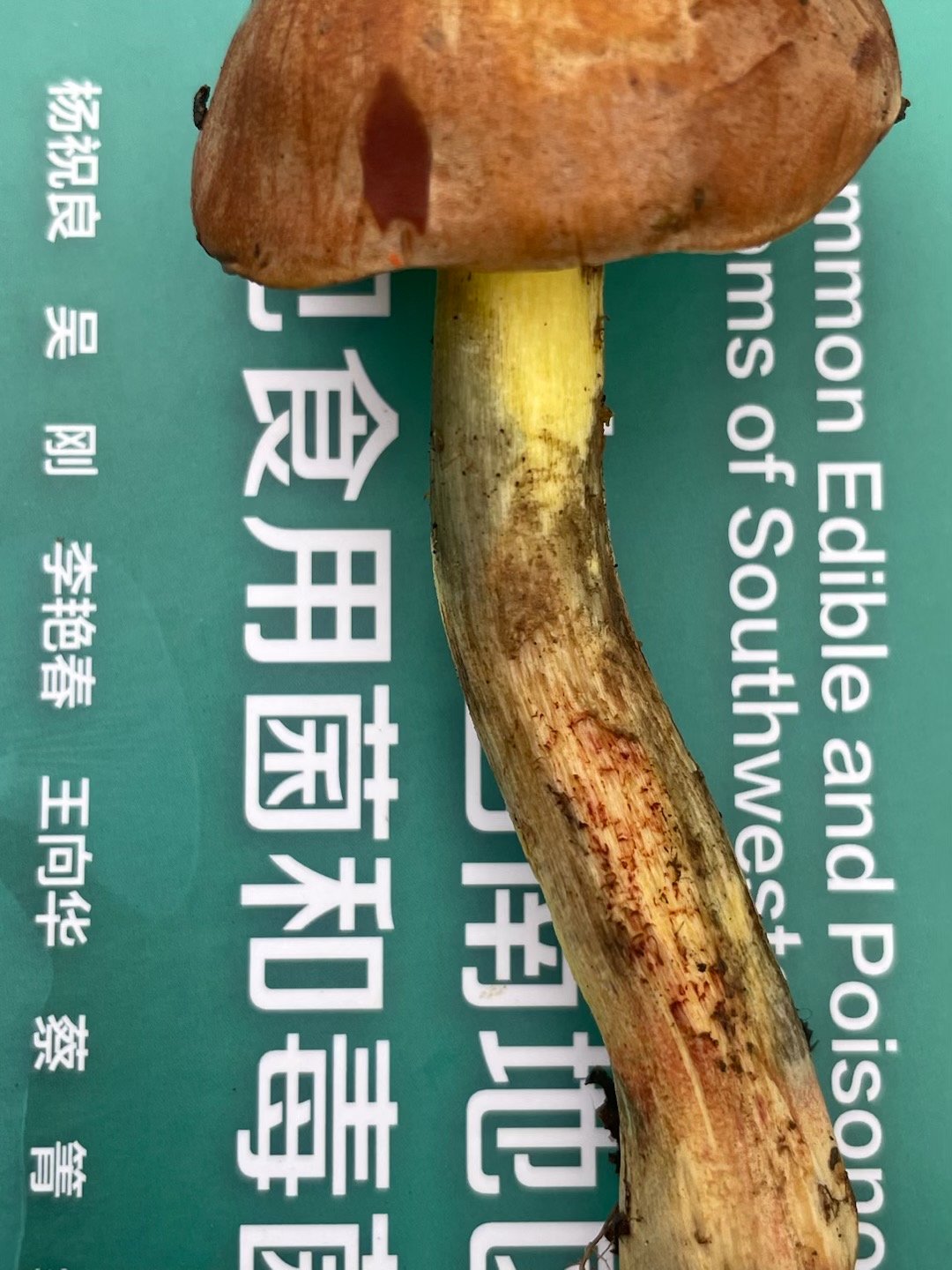 拟褐黄肉牛肝菌