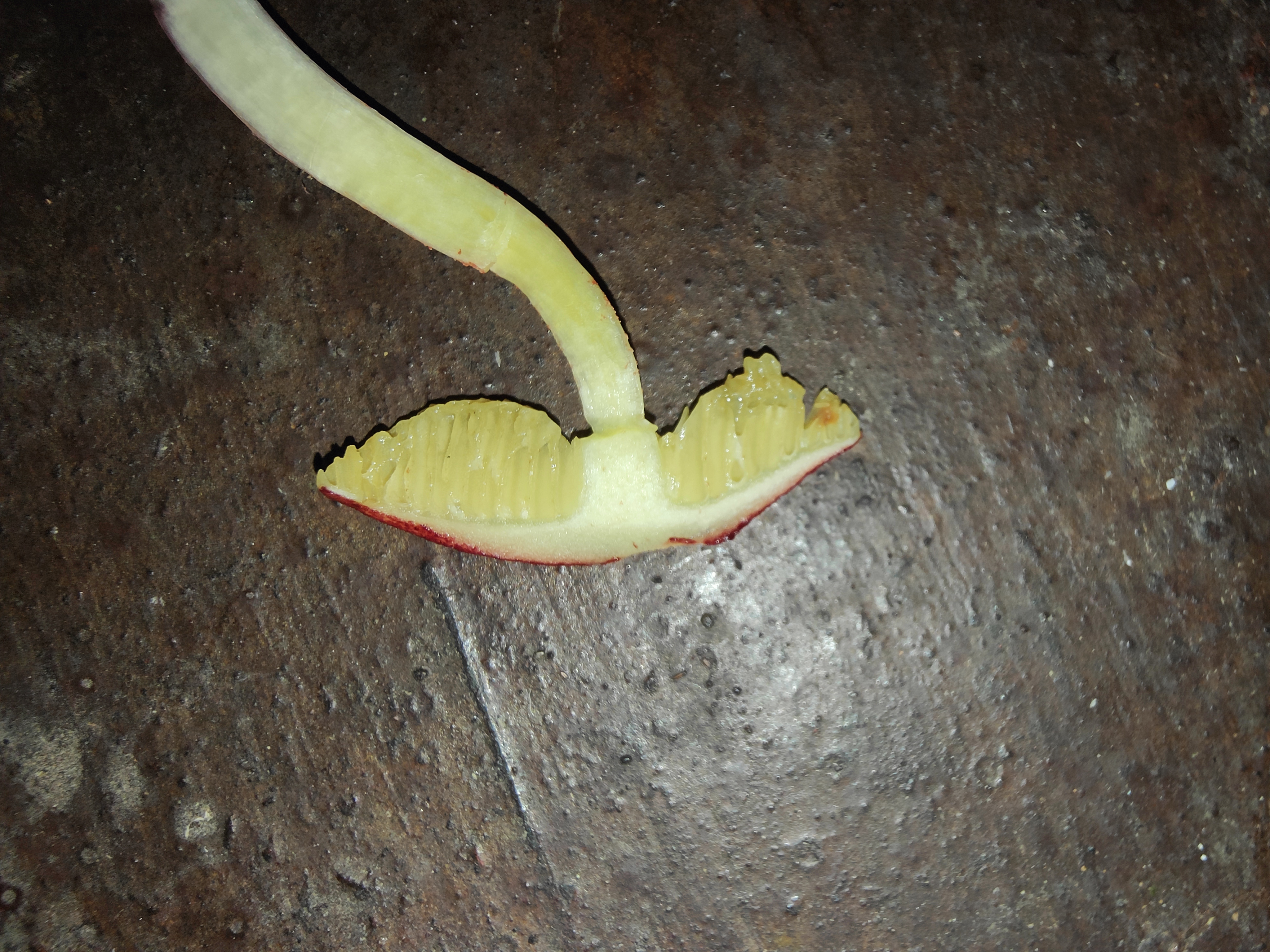 暗红条孢牛肝菌