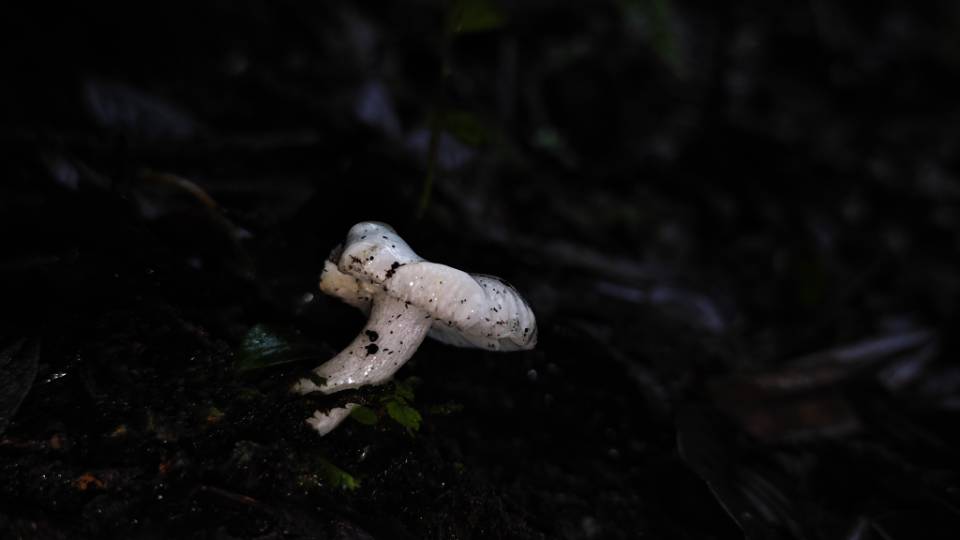 红菇亚属某种