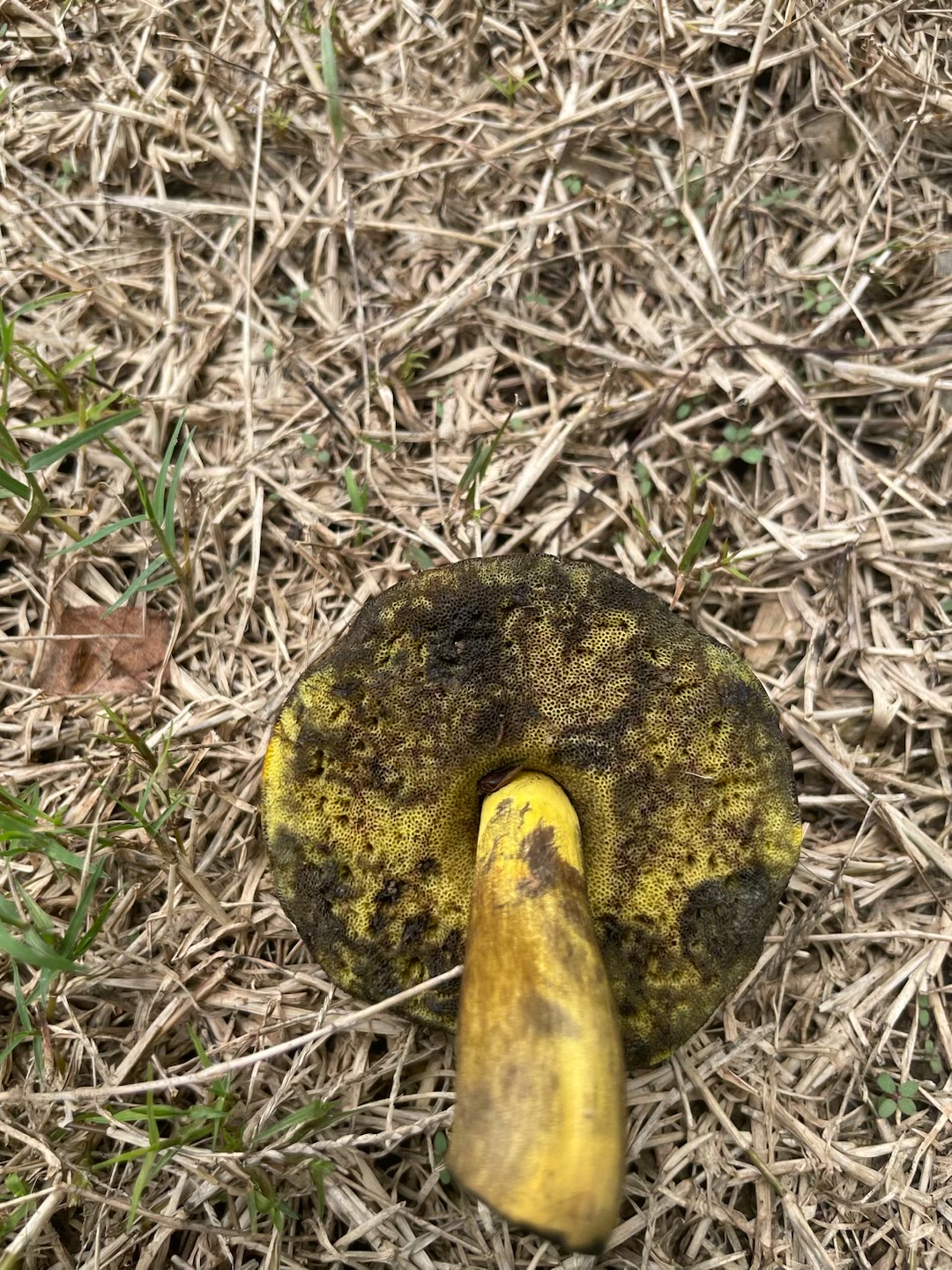 变蓝牛肝菌属一种