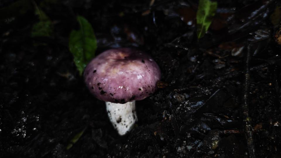 近浅粉红菇