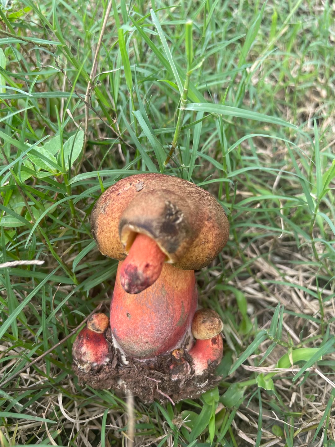 蛇皮红孔牛肝菌