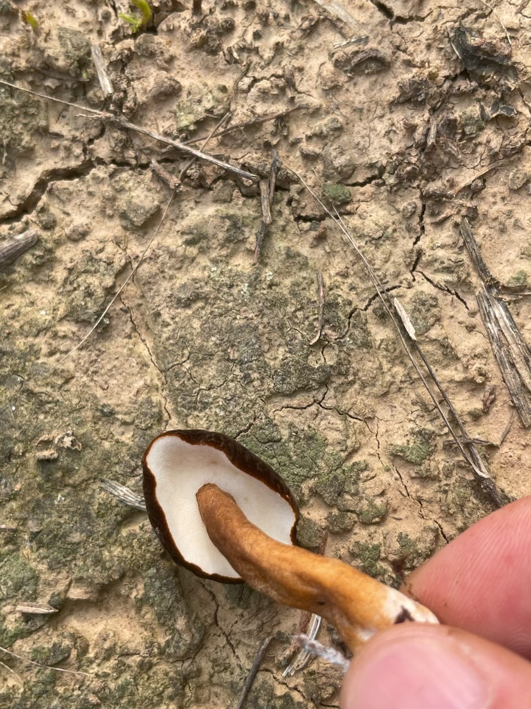 近球空柄牛肝菌近似种（暂定）