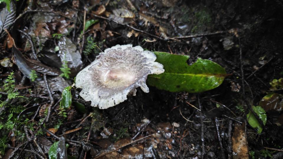 近浅粉红菇