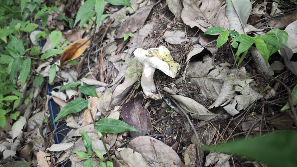 假美丽色红菇