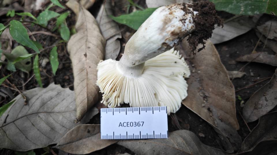 假美丽色红菇