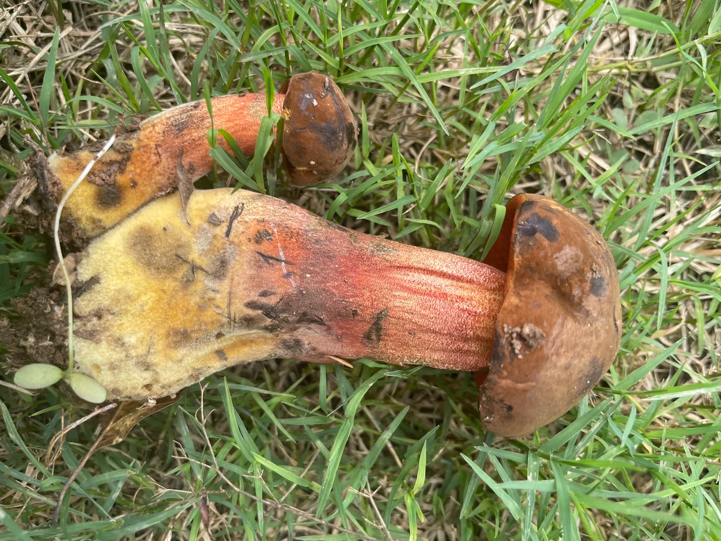 肉桂新牛肝菌
