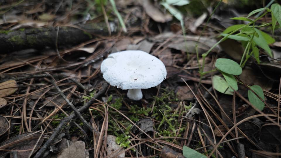 红菇亚属某种