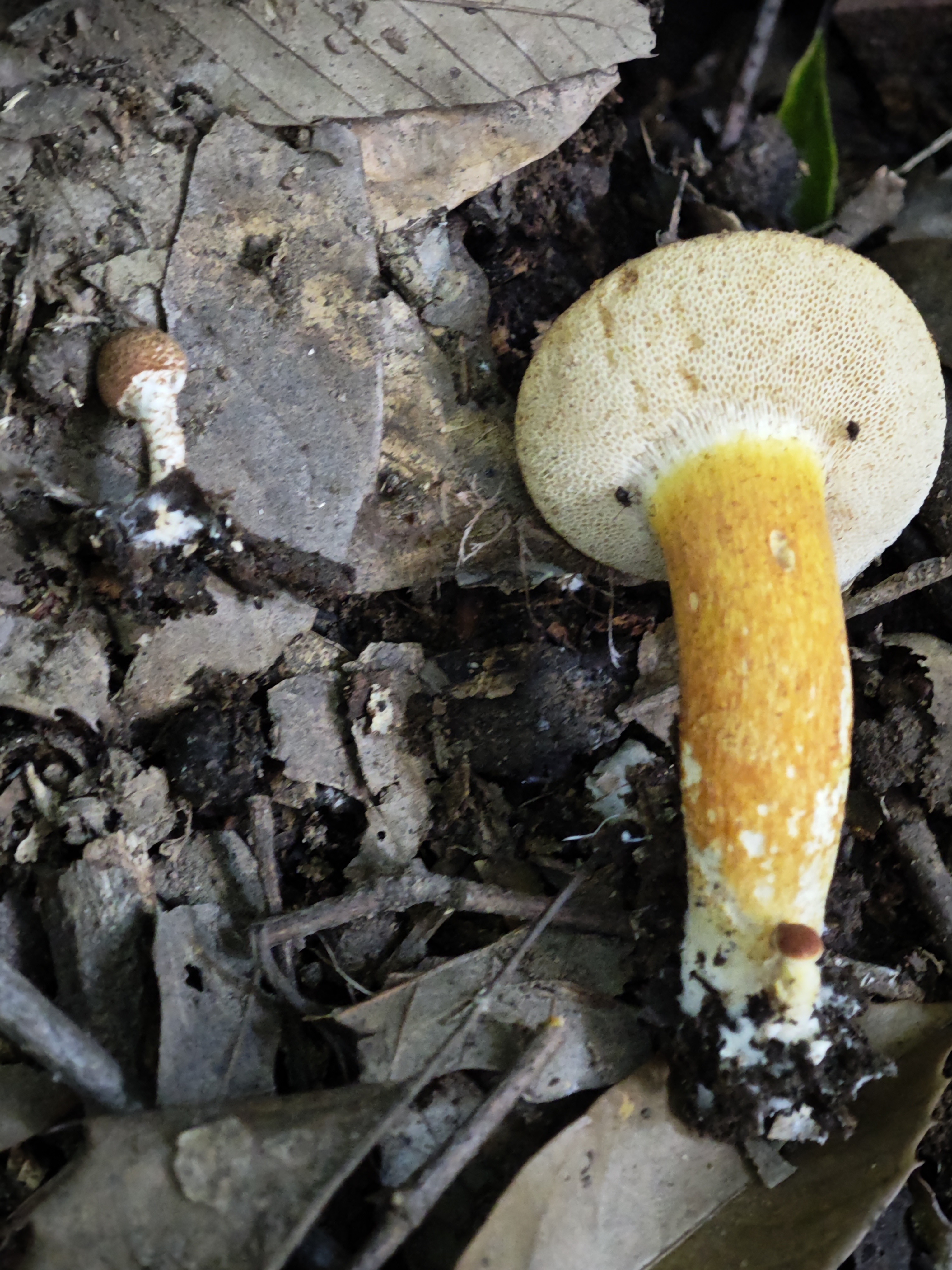 橙红粉孢牛肝菌