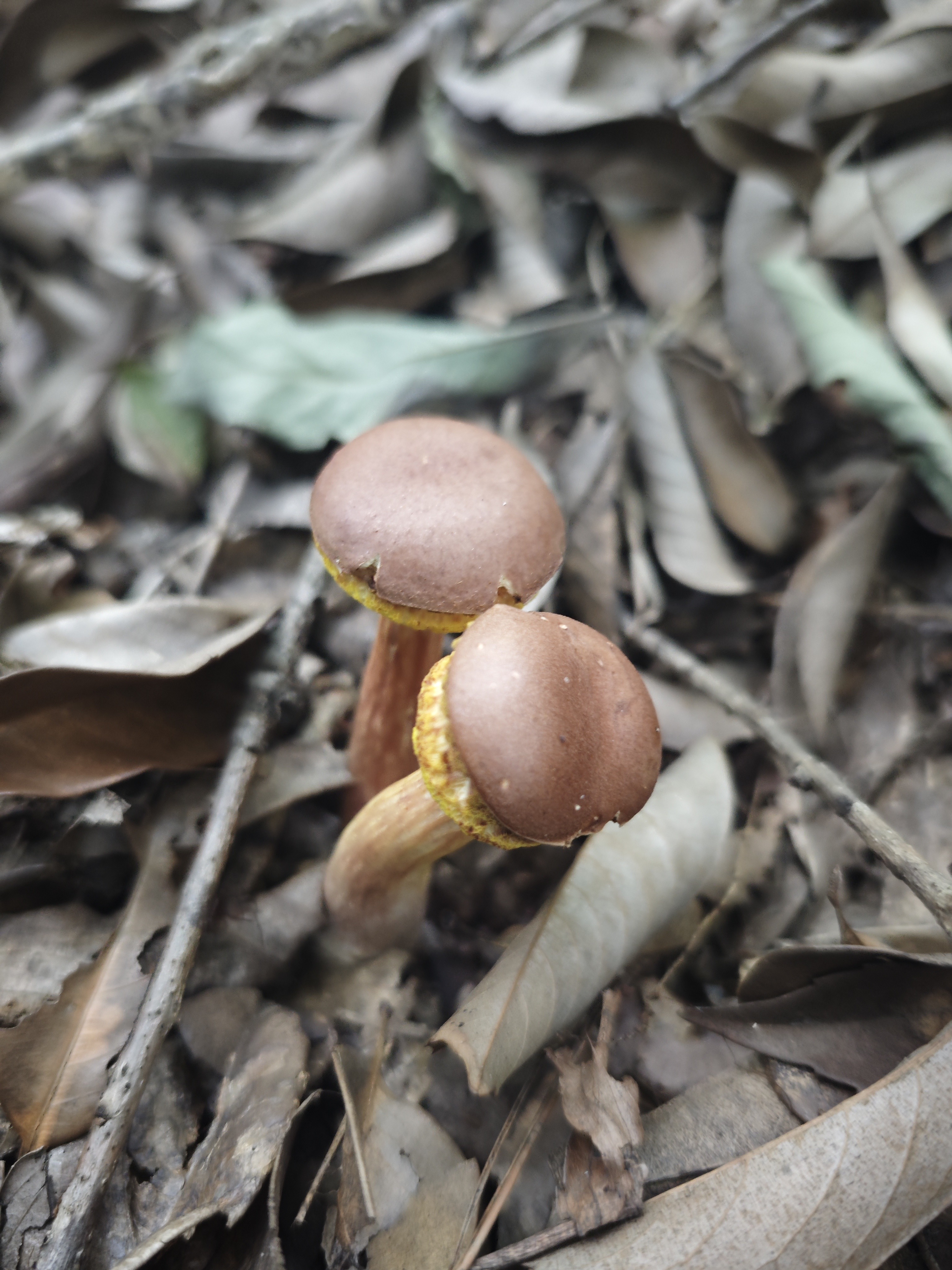 中华栗色金牛肝菌