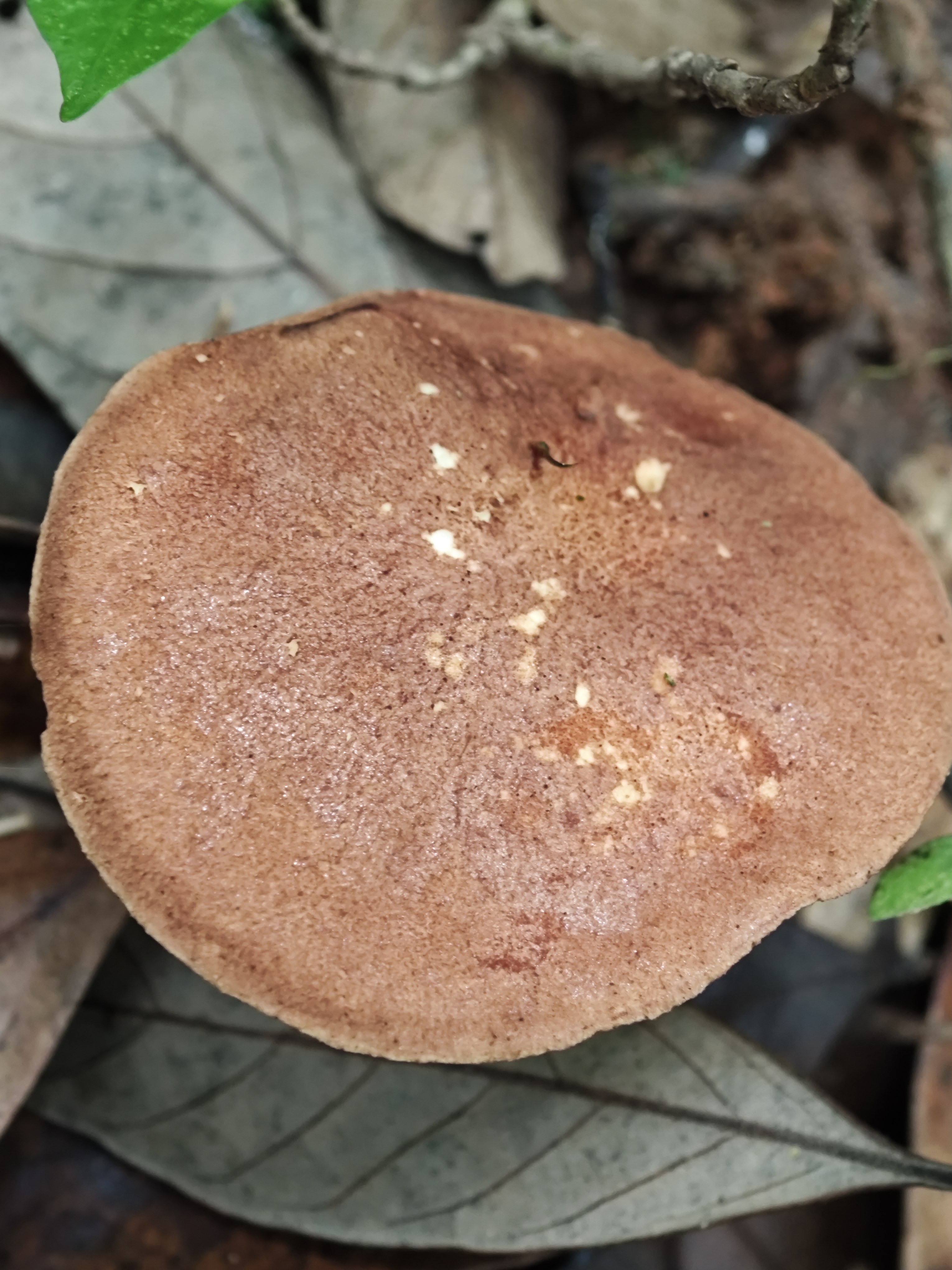 独生金牛肝菌