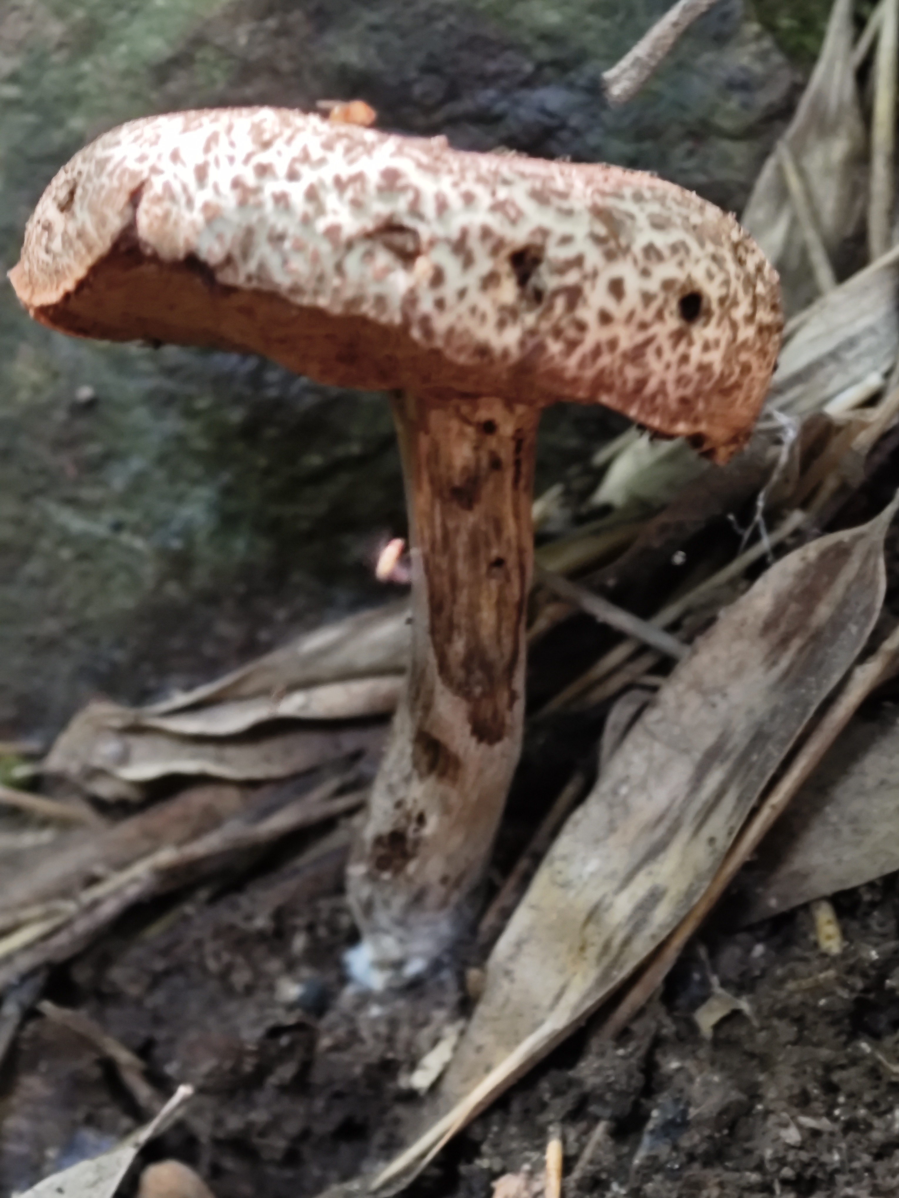 假污柄红牛肝菌