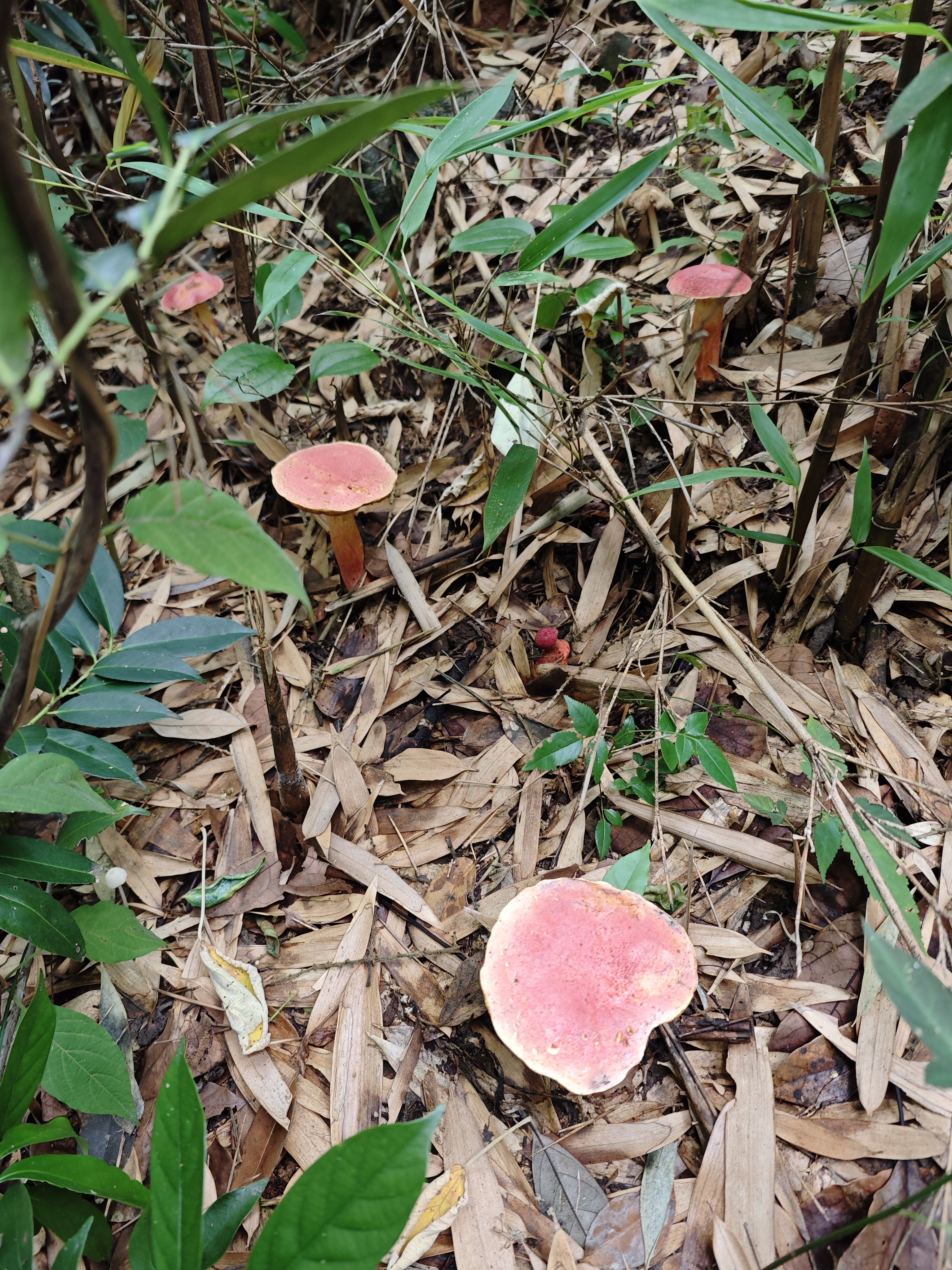 大果兰茂牛肝菌