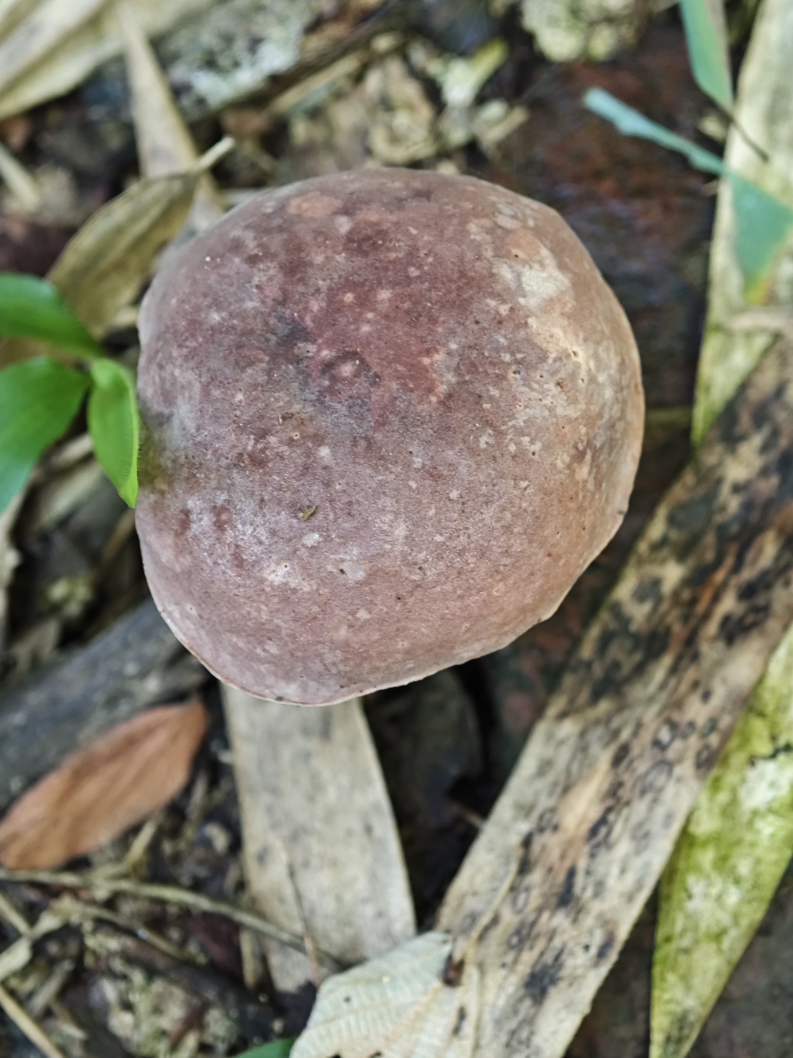 拟粉孢异色牛肝菌