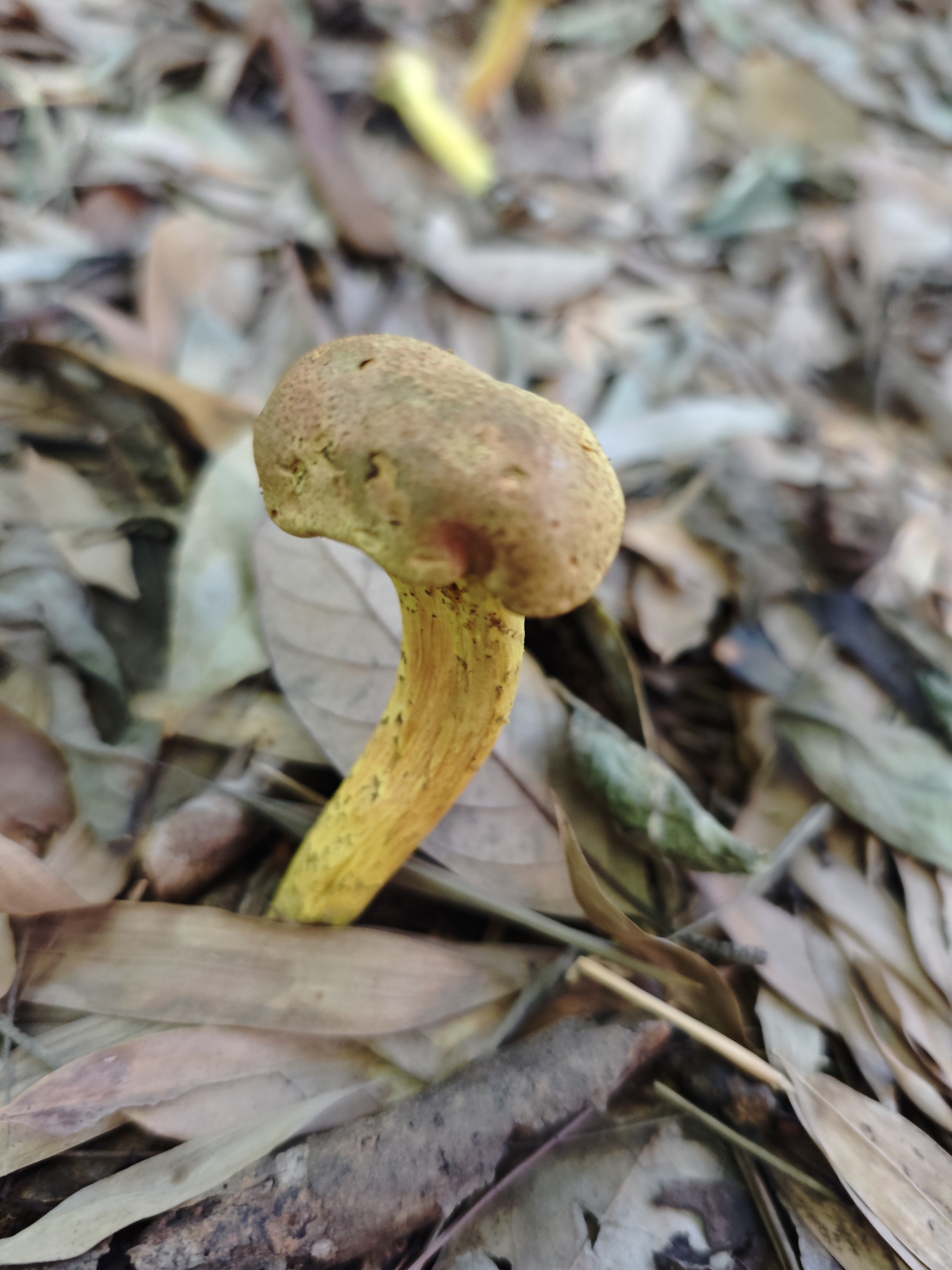亚红粉末牛肝菌（暂定）