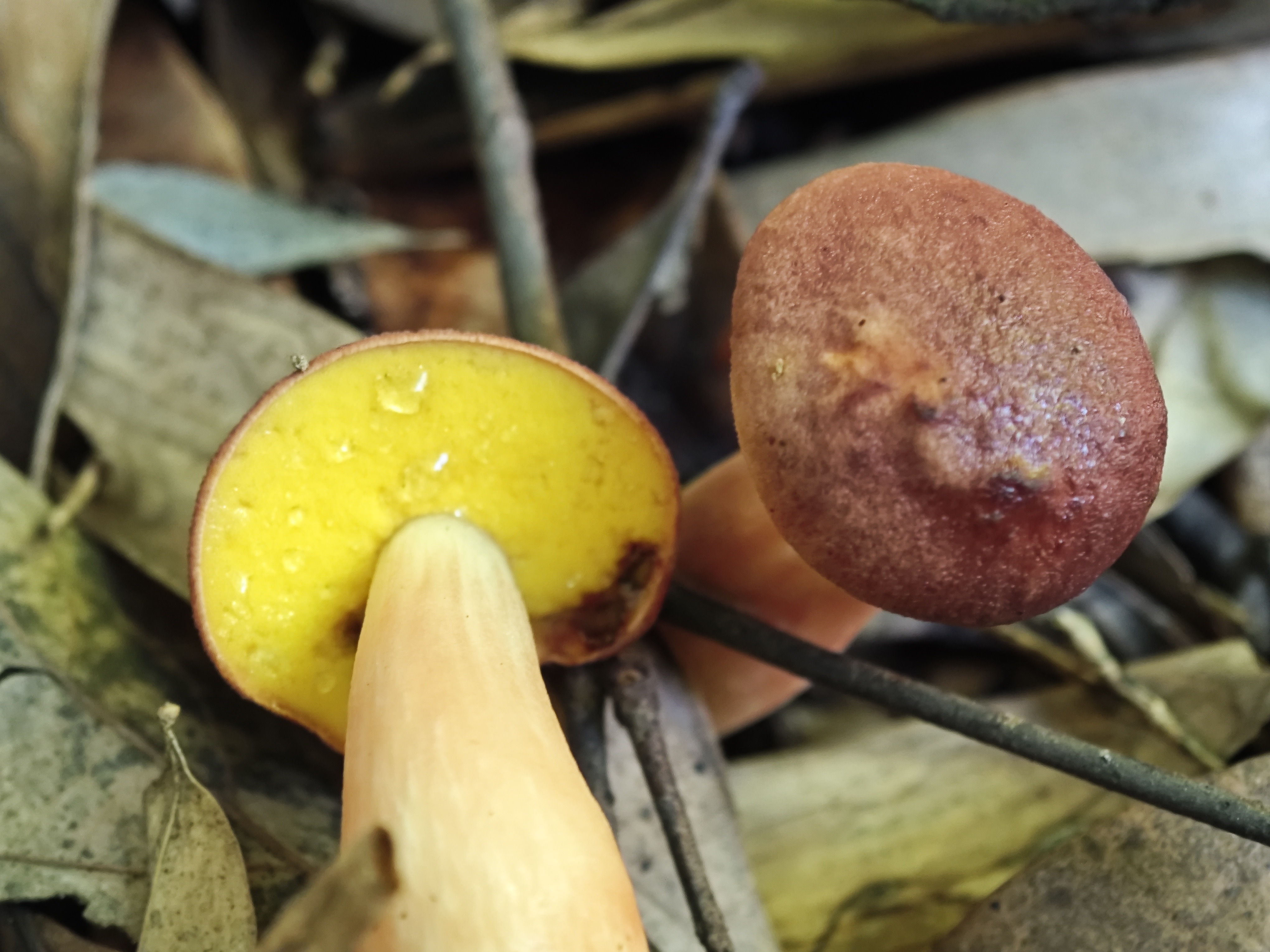 中华栗色金牛肝菌