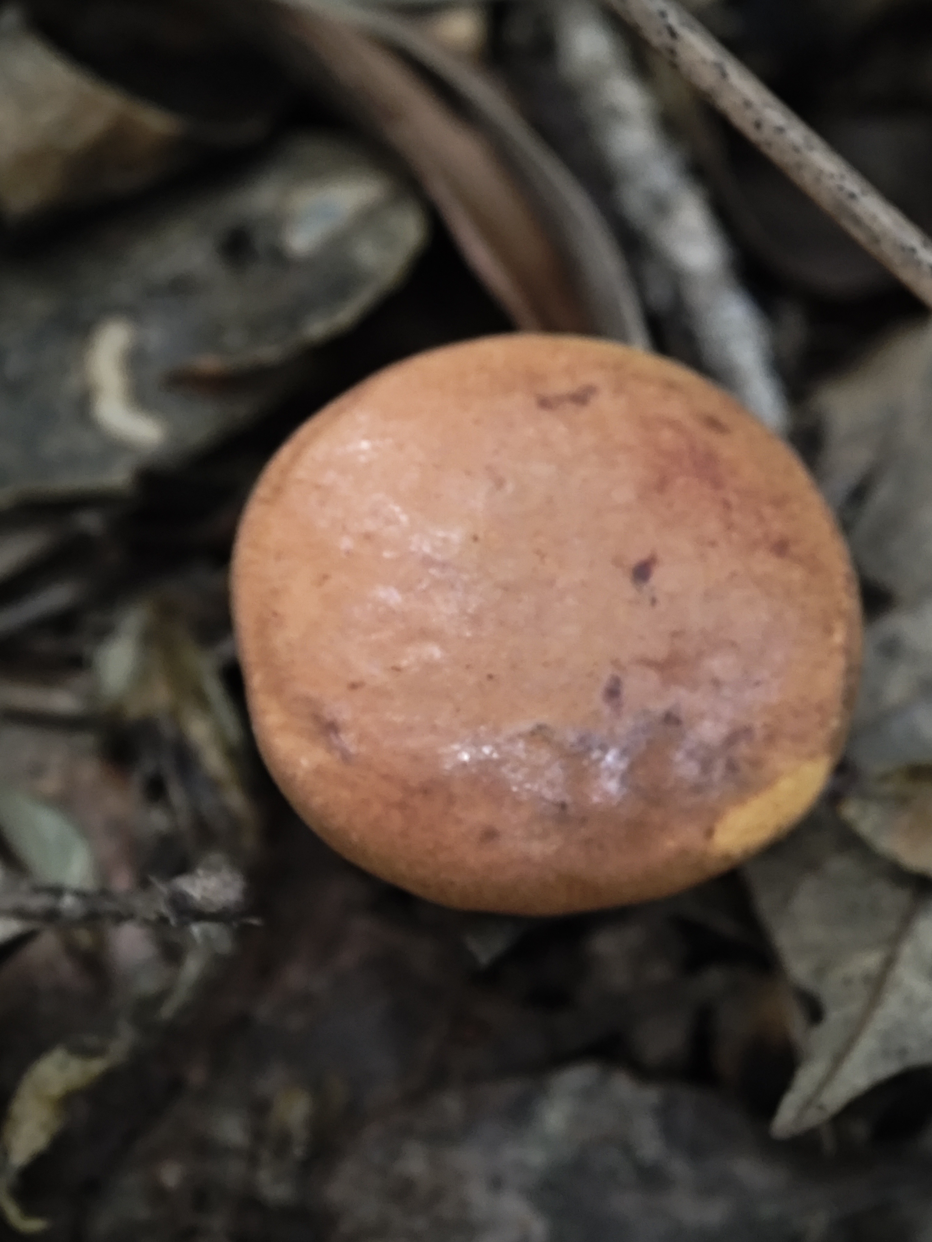 橙红粉孢牛肝菌