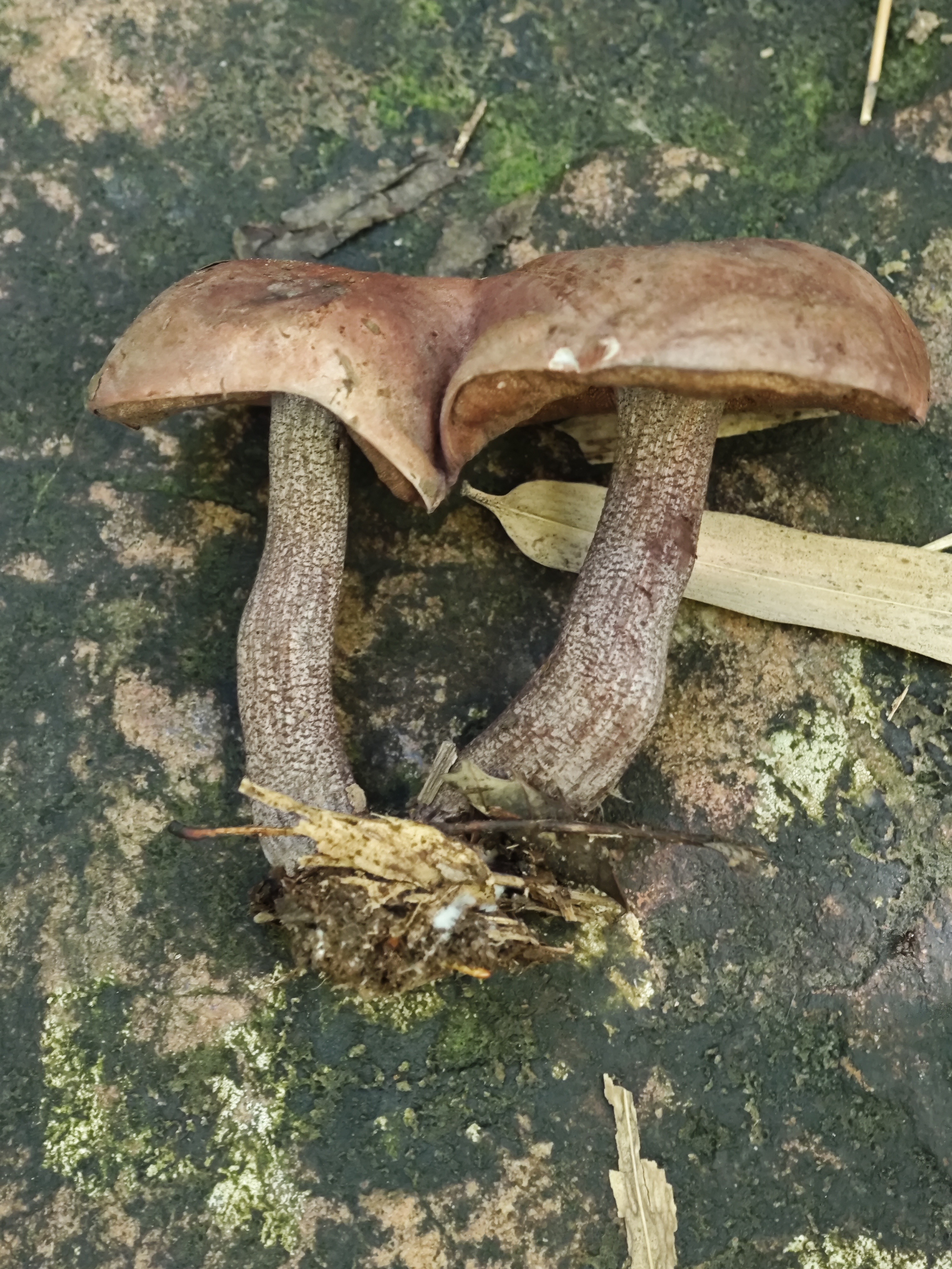 拟粉孢异色牛肝菌