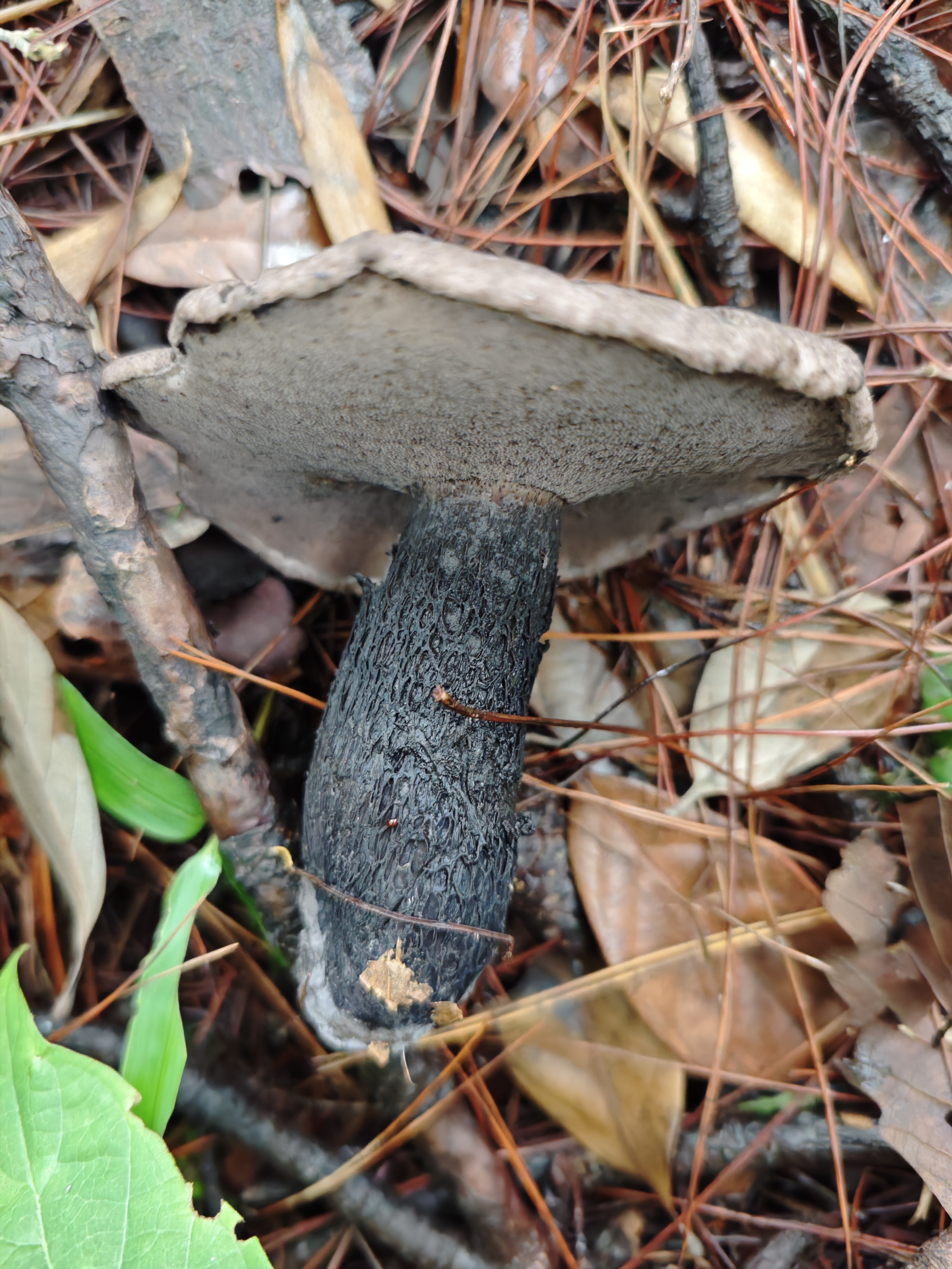 黑紫变黑牛肝菌