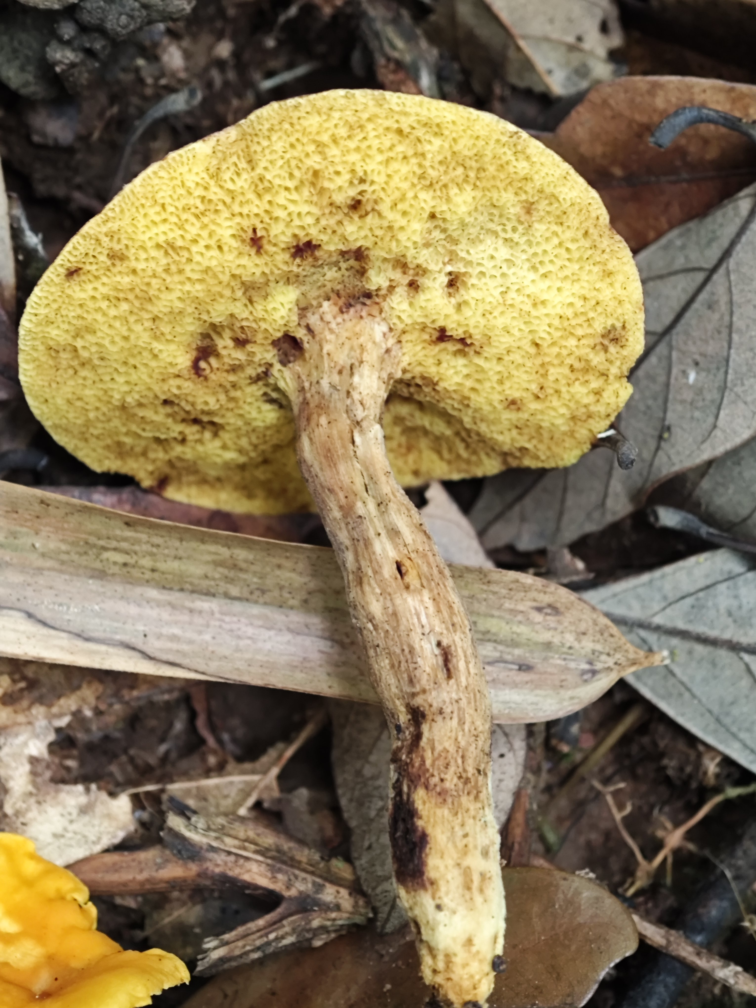 独生金牛肝菌