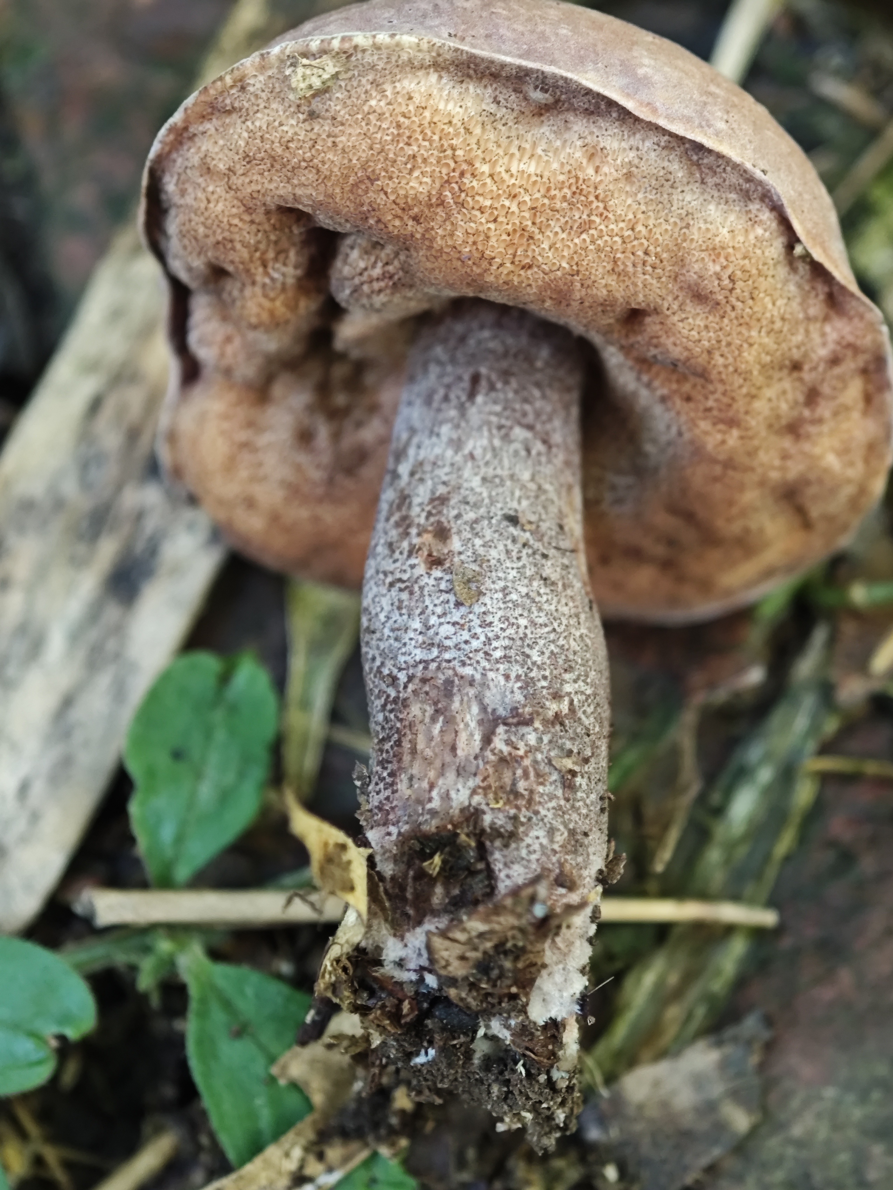 拟粉孢异色牛肝菌
